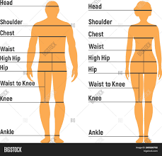 Man Woman Size Chart Vector Photo Free Trial Bigstock