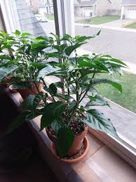 Unfortunately some of the time, they don't like to produce without a little wind will take care of self pollination, but not always the case. Currently Growing Habanero Peppers Indoors And One Is Starting To Flower To I Have To Pollinate It To Get Fruits Can It Self Pollinate Gardening