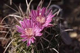 It's pretty easy, and it won't give you a headache. Brain Cactus Plant Care Growing Guide