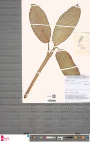 Image result for Hypselodelphys scandens