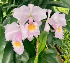 An early bifoliate white is C Celia (harrisoniana x Lady Veitch) from 1920.  Shown is 'A J Keeling' who was a respected commercial grower in Bradford,  England. #cattleya #chadwickorchids #orchids #cattleyaoftheday #celia #