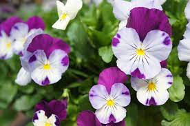 May is the last month of spring flowers in the midwest usa. Annuals And Perennials For Early Spring Planting Heeman S