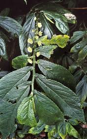 Image result for Elatostema monticola