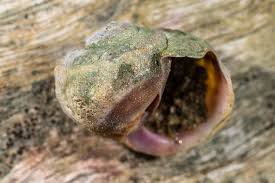 Image result for Blotiella crenata