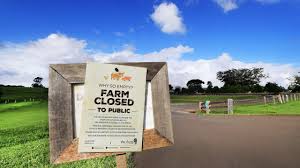 However, new south wales premier gladys berejiklian took the step after two infected individuals travelled to those areas. Northern Rivers Were Given Restrictions Following Covid 19 Case Detected In The Community Daily Telegraph