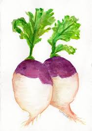 A Couple Of Colorful Turnips Watercolor By Sharonfosterart On Etsy 15 00 Veggie Art Diy Watercolor Watercolor Food