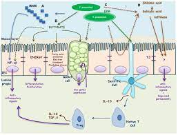 Frontiers Searching For The Bacterial Effector The Example Of The Multi Skilled Commensal Bacterium Faecalibacterium Prausnitzii Microbiology