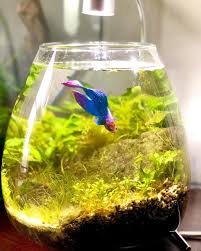 Small Planted Betta Tube Tank Without Filter Betta Aquarium Betta Fish Tank Betta