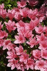 Pin On Beauty For Our Yard
