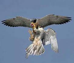 Ask anything you want to learn about شاهين صقر by getting answers on askfm. Ø§Ù„ØµÙ‚Ø± Ø´Ø§Ù‡ÙŠÙ† Ø§Ù„Ù…Ù†Ø¸Ù…Ø© Ø§Ù„Ø£Ù„Ù…Ø§Ù†ÙŠØ© Ø§Ù„Ø¯ÙˆÙ„ÙŠØ© Ù„Ù„Ø³Ù„Ø§Ù… ÙˆØ§Ù„ØªÙ†Ù…ÙŠØ©