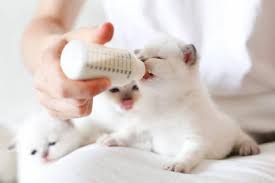 Panaskan susu formula buatan sendiri atau yang sudah anda beli di toko sampai hangat dan uji beberapa tetes susu pada pergelangan tangan terlebih dahulu untuk mengetes suhunya. 17 Rekomendasi Susu Kucing Terbaik Republik Seo