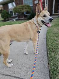 Available Dogs - Legacy Humane Society