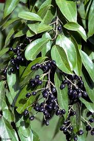 Image result for Cryptocarya transvaalensis
