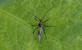 Image result for Hetaeria tetraptera