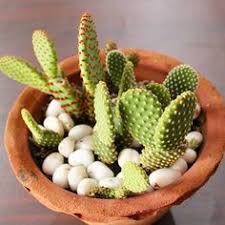 The most common cactus template material is paper. 23 Bunny Cactus Ideas Cactus Opuntia Microdasys Cactus Plants