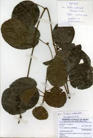 Image result for Triclisia