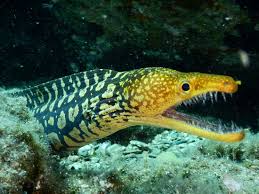 It is found all day during late summer and early autumn. Tiger Moray Eel Picture Of Hippocampos Crete Tripadvisor