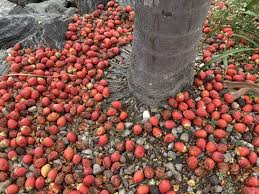 Image result for Wodyetia bifurcata