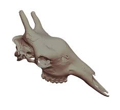 Next article bone marrow biopsy and aspiration 3d model. Download Ply 3d Models For Free Ply 3d Scans Catalog