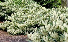 We did not find results for: Compact Cherry Laurel 1 Gallon Shrub Tree Berry Producing Shrubs Togogarden