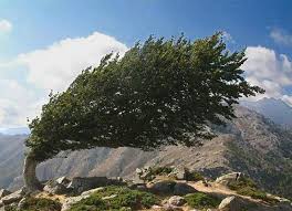 Image result for trees in wind
