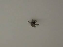 Beim blumengießen kommen ihnen kleine schwarze fliegen entgegen? Wie Kriege Ich Diese Fliegen Aus Der Wohnung Mucken