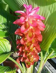 Image result for Curcuma