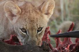 Herbivores (primary consumers) and carnivores (secondary consumers) occupy the higher levels. Food Chains And Food Webs Advanced Read Biology Ck 12 Foundation