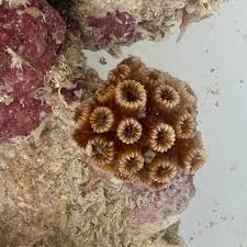Image result for Microcoelia corallina
