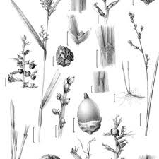 Image result for Scleria nyasensis