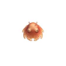 Umbrella Octopus Animal Crossing Wiki Fandom