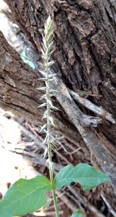 Image result for Achyropsis