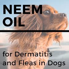 We did not find results for: Neem Oil For Dogs Stops Itching Heals Skin And Repels Fleas And Mosquitos Pethelpful
