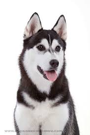 Black And Brown Husky Dog Beautiful Black And White Siberian Husky White Siberian Husky Siberian Husky Names Husky Names