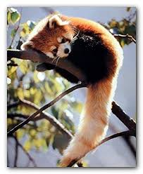 If You Feel Empty And Lonely By Viewing Your Dull Walls Then Refill Our Surrounding With Wild Animal Posters For Wall Poste Cute Animals Red Panda Baby Animals