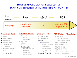 He was awarded the nobel prize in chemistry in 1993 for his pioneering work. Gene Quantification Optimisation Real Time Kinetic Pcr Rt Pcr Reactions