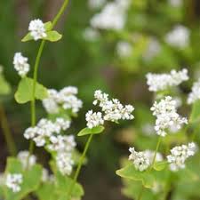 Image result for Emilia juncea