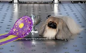 Wasabi the pekingese won best in show at westminster, held this wasabi's victory capped a most unusual pandemic year for westminster and a most unusual show, one forced out of its regular winter window at new york's madison square garden to a june date on. The Controversy Over Wasabi The Pekingese Winning Westminster Dog Show