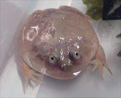 These are large predatory frogs. Lepidobatrachus Laevis Wikipedia