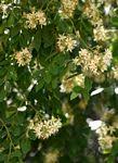 Image result for Xanthocercis zambesiaca
