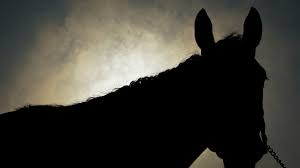 Medina spirit will be allowed to run in the preakness stakes on saturday (may 15) despite failing a drug test after winning the kentucky derby. Inside Kentucky Derby Winner Medina Spirit S Ocala Birthplace 1 000 Sale The Washington Post