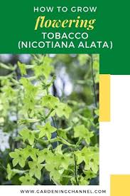 Maybe you would like to learn more about one of these? How To Grow Flowering Tobacco Nicotiana Alata Gardening Channel