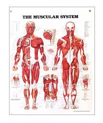 Five pairs of lumbar spinal nerves labeled l1 to l5 branch off your spinal cord and exit through small holes between the vertebrae. The Muscular System Anatomical Chart Physio Needs
