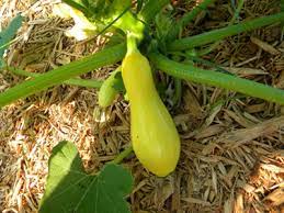 When you jump from growing summer squash and zucchini into growing the winter squashes (sometimes called hard squash), you have to figure out when they are ripe and ready to pick. How And When To Pick Summer Squash Veggie Gardener Forum