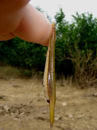 Image result for Vandellia