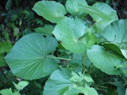 Image result for Piper umbellatum