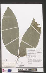 Image result for Indigofera laxiracemosa