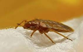Our treatment is applied with pinpoint precision using methods based on pest behavior, habitats and lifecycle. Did You Bring Bed Bugs Home From The Holidays Russell S Pest Control
