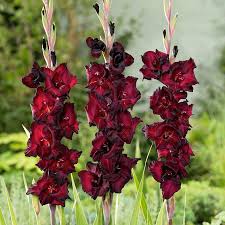 Image result for Gladiolus pretoriensis