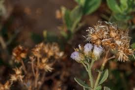 Image result for Pluchea ovalis